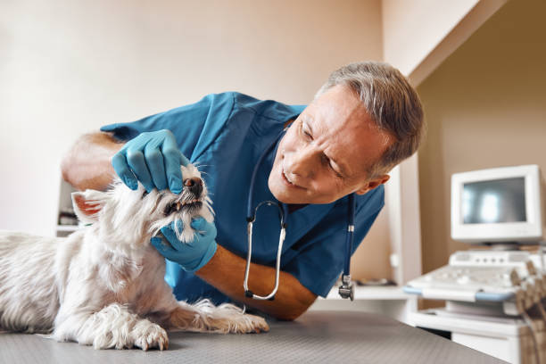 Best Same-Day Emergency Dental Services in Sherwood, WI